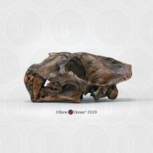 Load image into Gallery viewer, Xenosmilus hodsonae Skull
Cast replica Xenosmilus hodsonae.