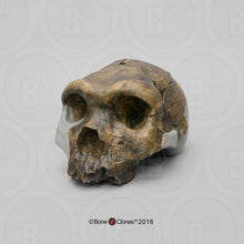 Load image into Gallery viewer, Bodo Homo heidelbergensis  cranium replica Full-size cast 2023