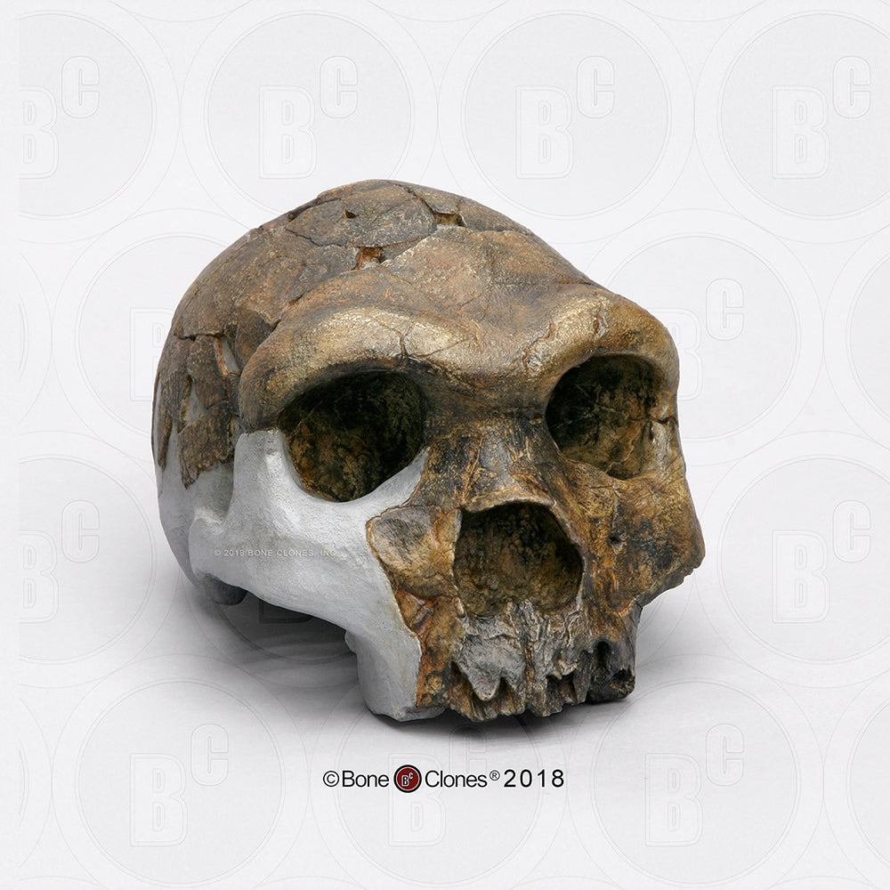 Bodo Homo heidelbergensis  cranium replica Full-size cast 2023