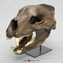 Load image into Gallery viewer, Bear: Arctodus Short Faced Bear skeleton fossil cast replica Updated 2023