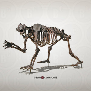 Bear: Arctodus Short Faced Bear skeleton fossil cast replica Updated 2023