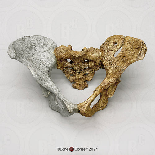 Lucy Pelvis Australopithecus afarensis pelvis hips cast replica