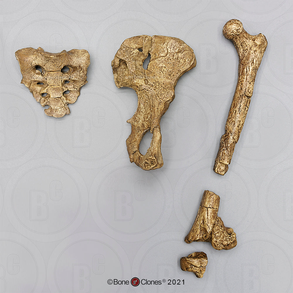 Lucy Pelvis Australopithecus afarensis pelvis hips cast replica Price Updated 2023