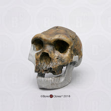 Load image into Gallery viewer, Bodo Skull and jaw Homo heidelbergensis  cranium replica Full-size cast 2023