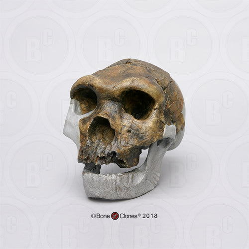 Bodo Skull and jaw Homo heidelbergensis  cranium replica Full-size cast 2023