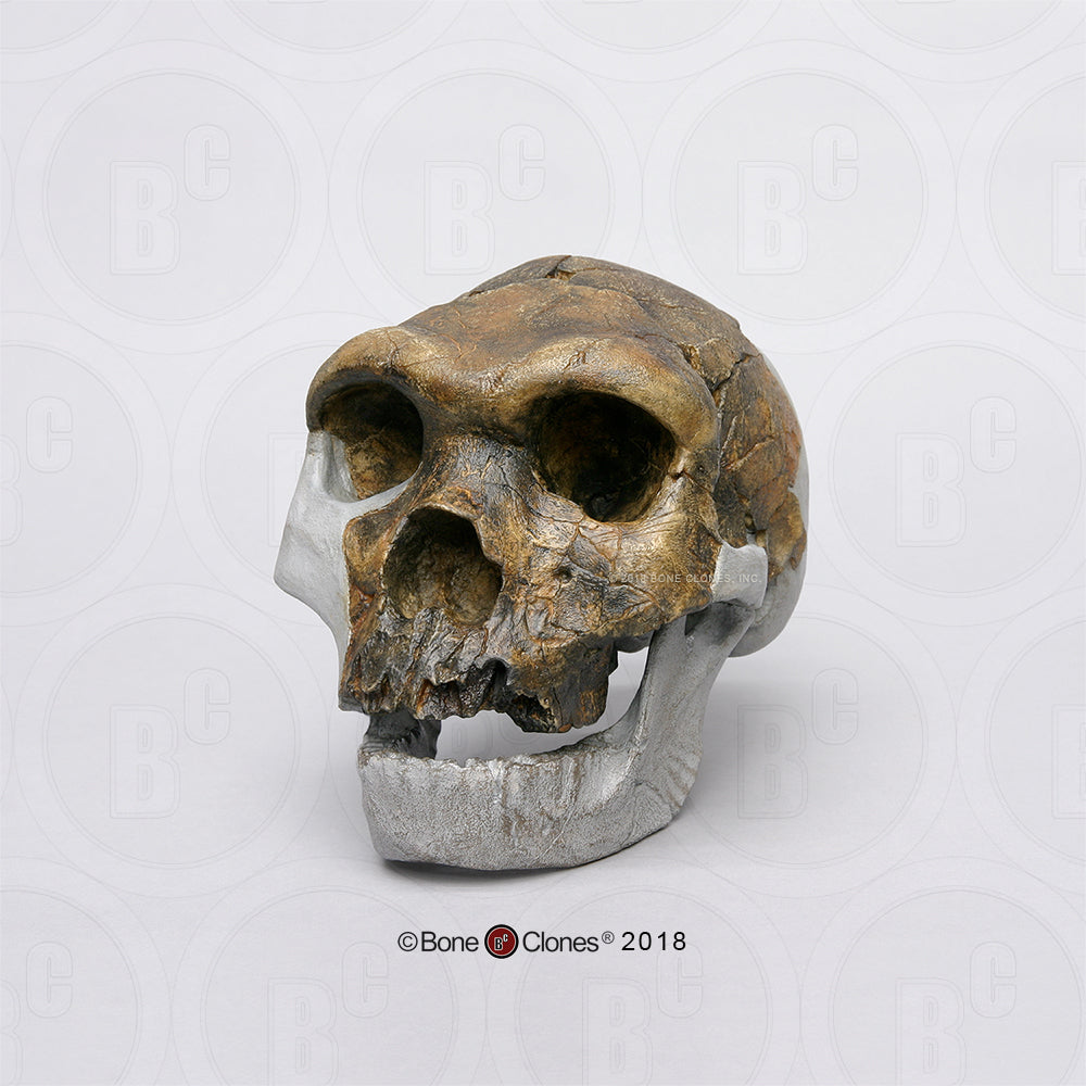 Bodo Skull and jaw Homo heidelbergensis  cranium replica Full-size cast 2023