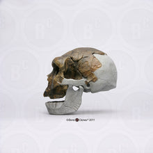 Load image into Gallery viewer, Bodo Skull and jaw Homo heidelbergensis  cranium replica Full-size cast 2023