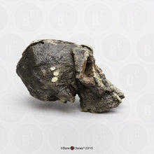 Load image into Gallery viewer, Kenyanthropus platyops cranium replica Full-size reconstruction cast reconstruction (2024)