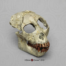 Load image into Gallery viewer, Proconsul africanus skull cranium replica Full-size reconstruction cast reconstruction (updated 2024)