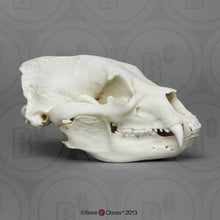 画像をギャラリービューアに読み込む, Bear: American Black Bear skull cast replica