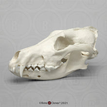 Laden Sie das Bild in den Galerie-Viewer, Red Wolf Skull BC-147, Canis Rufus, Osteological Reproductions Updated 2023