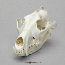 Laden Sie das Bild in den Galerie-Viewer, Red Wolf Skull BC-147, Canis Rufus, Osteological Reproductions Updated 2023