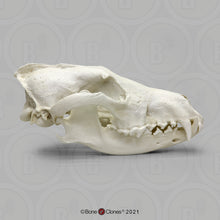 Laden Sie das Bild in den Galerie-Viewer, Red Wolf Skull BC-147, Canis Rufus, Osteological Reproductions Updated 2023