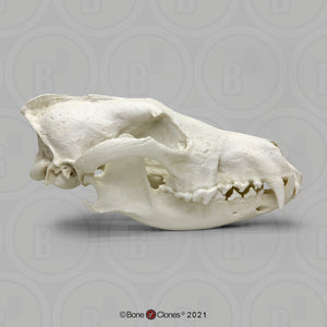 Red Wolf Skull BC-147, Canis Rufus, Osteological Reproductions Updated 2023