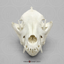 Laden Sie das Bild in den Galerie-Viewer, Red Wolf Skull BC-147, Canis Rufus, Osteological Reproductions Updated 2023