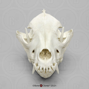 Red Wolf Skull BC-147, Canis Rufus, Osteological Reproductions Updated 2023