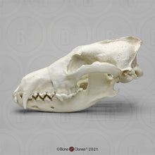 Laden Sie das Bild in den Galerie-Viewer, Red Wolf Skull BC-147, Canis Rufus, Osteological Reproductions Updated 2023