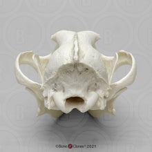 Laden Sie das Bild in den Galerie-Viewer, Red Wolf Skull BC-147, Canis Rufus, Osteological Reproductions Updated 2023