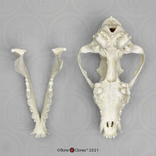 Laden Sie das Bild in den Galerie-Viewer, Red Wolf Skull BC-147, Canis Rufus, Osteological Reproductions Updated 2023