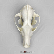 Laden Sie das Bild in den Galerie-Viewer, Red Wolf Skull BC-147, Canis Rufus, Osteological Reproductions Updated 2023