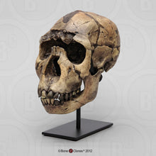 Load image into Gallery viewer, Homo ergaster Nariokotome cranium replica Full-size reconstruction cast reconstruction (Price updated 2025)