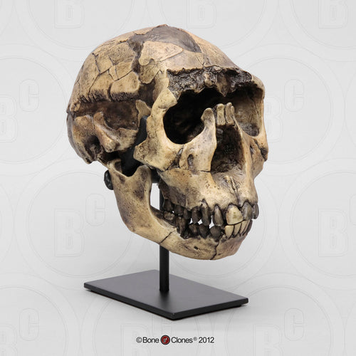 Homo ergaster Nariokotome cranium replica Full-size reconstruction cast reconstruction (Price updated 2025)