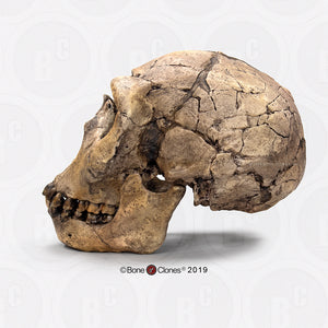 Homo ergaster Nariokotome cranium replica Full-size reconstruction cast reconstruction (Price updated 2025)