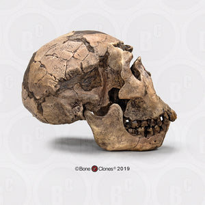 Homo ergaster Nariokotome cranium replica Full-size reconstruction cast reconstruction (Price updated 2025)