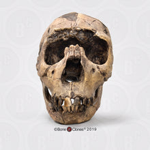 Load image into Gallery viewer, Homo ergaster Nariokotome cranium replica Full-size reconstruction cast reconstruction (Price updated 2025)