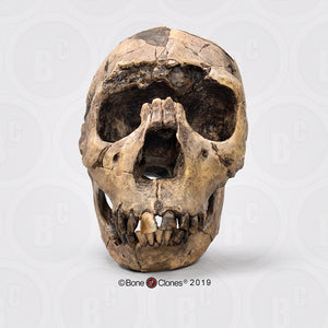 Homo ergaster Nariokotome cranium replica Full-size reconstruction cast reconstruction (Price updated 2025)