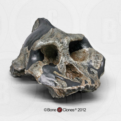 Australopithecus aethiopicus skull cast reconstruction (Updated 2024)