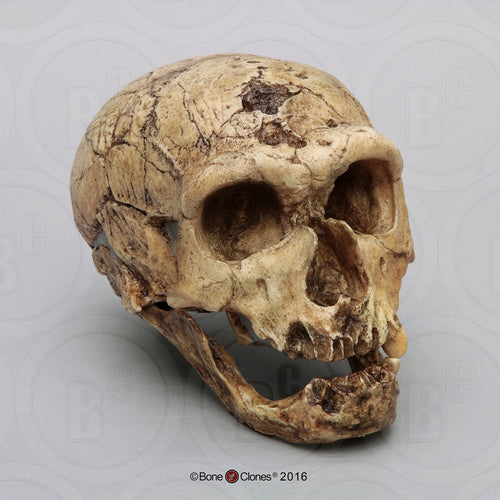 Neanderthal La Chappelle aux Saints cranium replica Full-size reconstruction cast reconstruction Updated 2/24