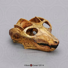 Load image into Gallery viewer, Cynodont - Probainognathus jenseni Skull cast replica (2024)