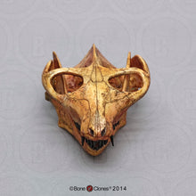 画像をギャラリービューアに読み込む, Cynodont - Probainognathus jenseni Skull cast replica (2024)