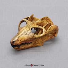 Load image into Gallery viewer, Cynodont - Probainognathus jenseni Skull cast replica (2024)