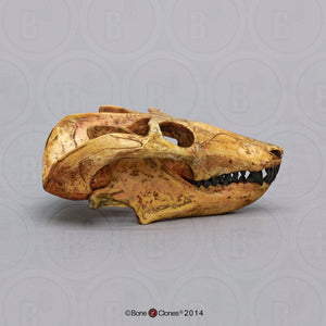 Cynodont - Probainognathus jenseni Skull cast replica (2024)