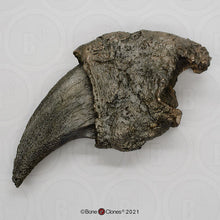 Laden Sie das Bild in den Galerie-Viewer, Eremotherium Ground Sloth claw cast replica with stand