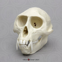 Load image into Gallery viewer, Vervet Monkey skull cast replica Life cast