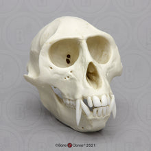 Load image into Gallery viewer, Vervet Monkey skull cast replica Life cast