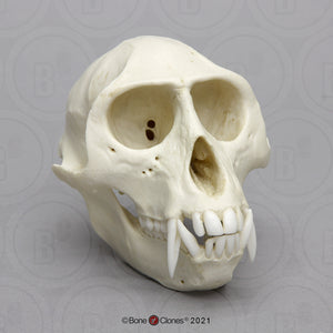 Vervet Monkey skull cast replica Life cast