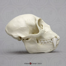 Load image into Gallery viewer, Vervet Monkey skull cast replica Life cast