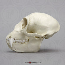 Load image into Gallery viewer, Vervet Monkey skull cast replica Life cast