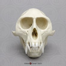 Load image into Gallery viewer, Vervet Monkey skull cast replica Life cast