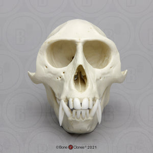 Vervet Monkey skull cast replica Life cast