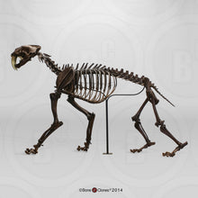 Load image into Gallery viewer, Smilodon: Smilodon skeleton
