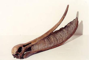 Pterodaustro model skull cast Replica Reproduction