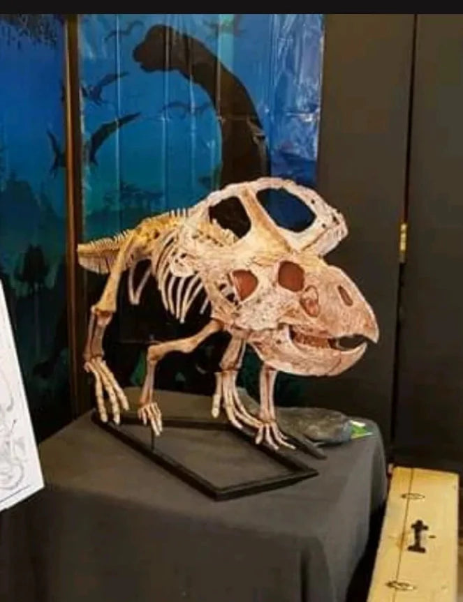 Protoceratops skeleton cast replica