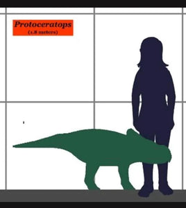 Protoceratops skeleton cast replica