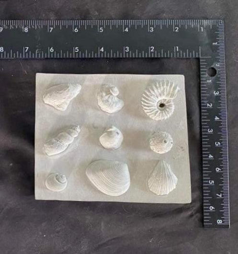 Upper Mesozoic The Cretaceous Era Fossil Cast Replicas