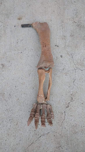 Bellusaurus Leg cast replica dinosaur